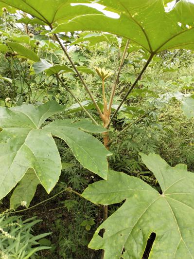 野生高山大通草