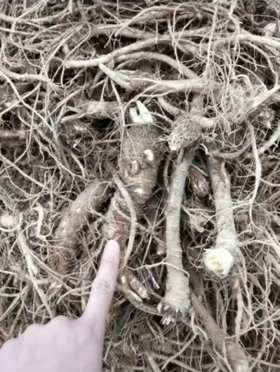 自家种的前胡，现低价出售回笼资金