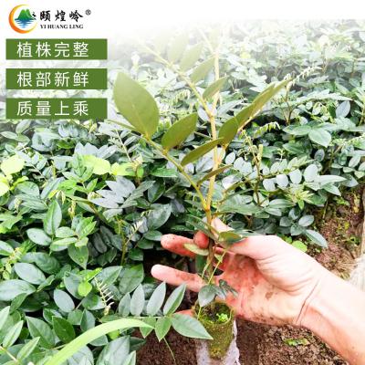 免费种植技术指导 山豆根种苗 贵州仿野生岩苦参种苗 整株高25公分以上 植株完整 成活率高