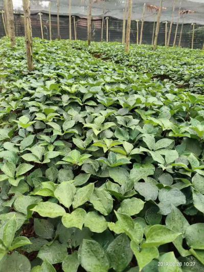 云南高杆滇重楼（最好品种）4年种苗 成活率高