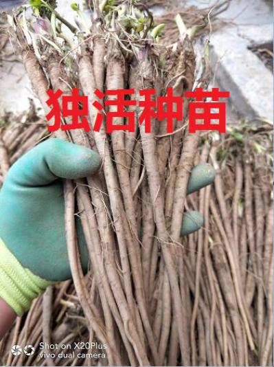 独活种苗 独活苗