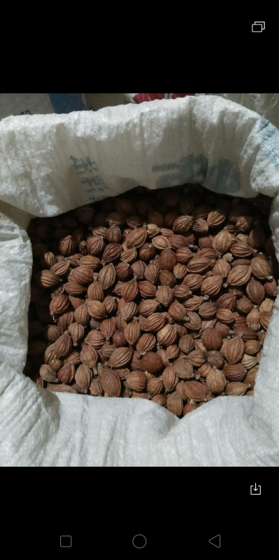 出售香砂仁
