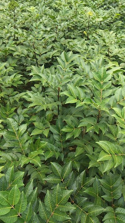 供应一年生吴茱萸苗