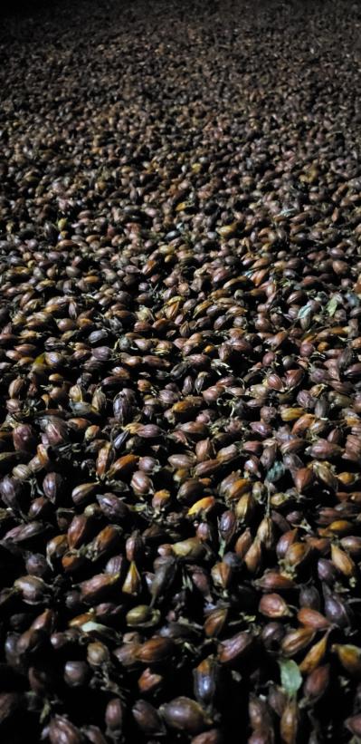 黄栀子