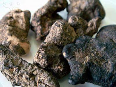 出售大量野生猪苓，品种优良，价钱可议，有意者联系