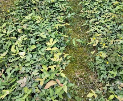 贵州阔叶十大功劳木苗批发，种苗株高30公分以上，种植简单，适合退耕还林，石漠化治理种植
