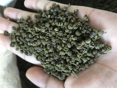 吴茱萸 广西中花 干货 品质好 自家种植