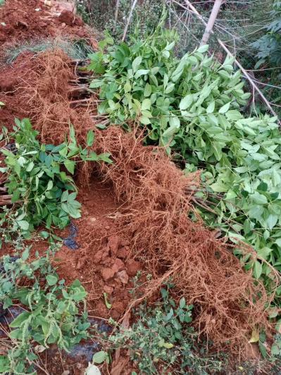 吴茱萸苗 正宗江西中花吴茱萸树苗