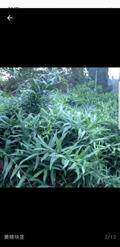 黄精种植农场，100亩基地直供