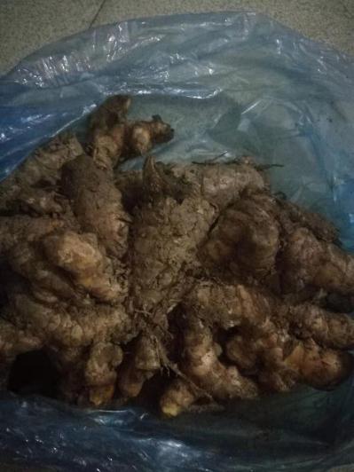 长年供应新鲜莪术