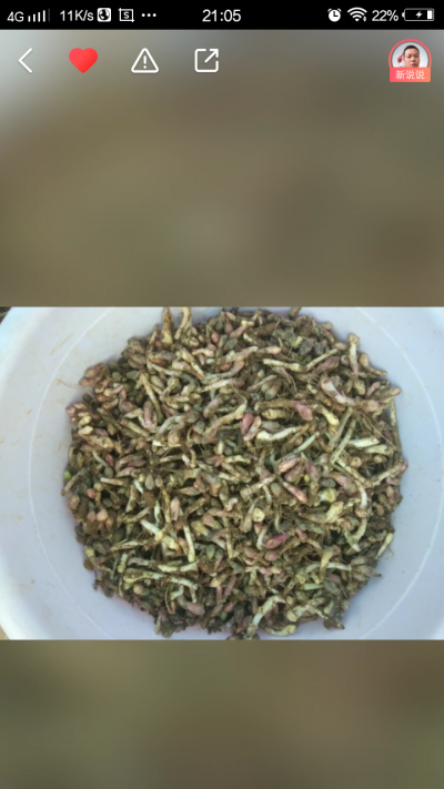 种植地鲜冬花大量出售