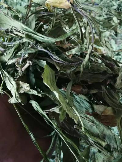 灯盏细辛（灯盏花）