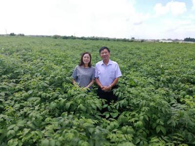 吴茱萸苗今冬明春可供55万株