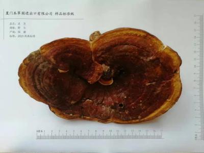 野生灵芝