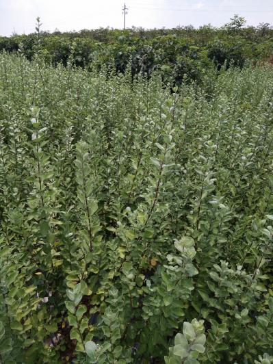蔓荆子 江西单叶蔓荆子树苗 扦插苗 蔓荆子树苗  一年蔓荆子树苗 可供两百万株