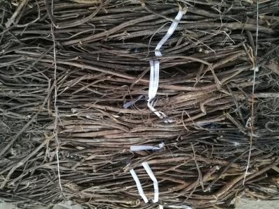 大量提供香排草（干货）