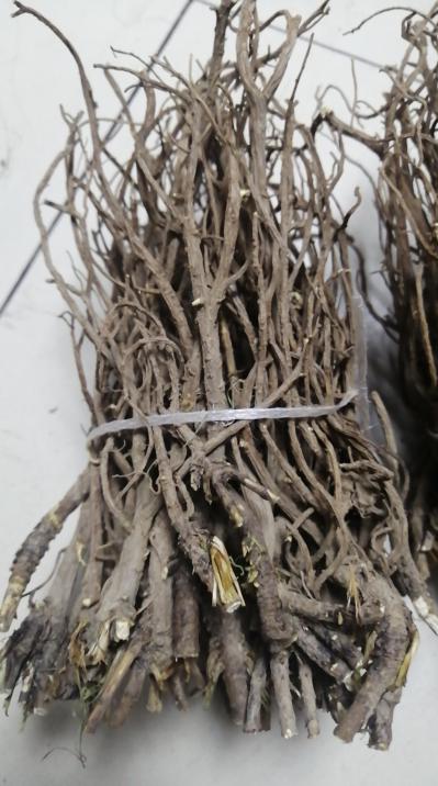 干柴胡大量供应  可走物流货到付款