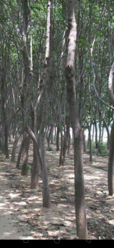 贵州丹寨三十年（800亩）杜仲药材基地到期拍卖