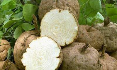 野生葛根