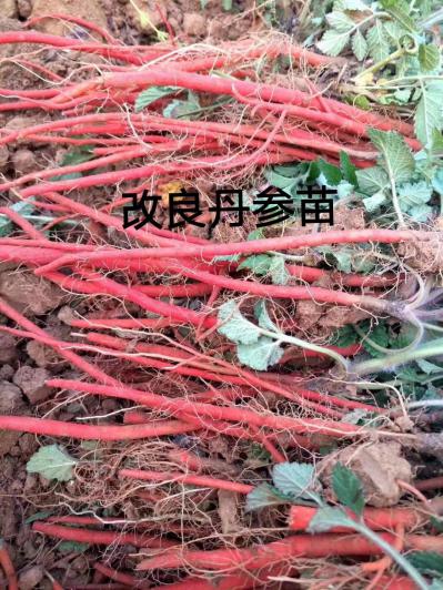 改良丹参苗批发供应