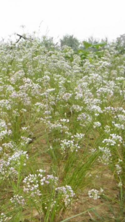 天香花（泽蒙花）