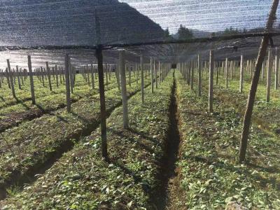 大量出售滇红花高杆黄精1年种苗（一手基地货源）