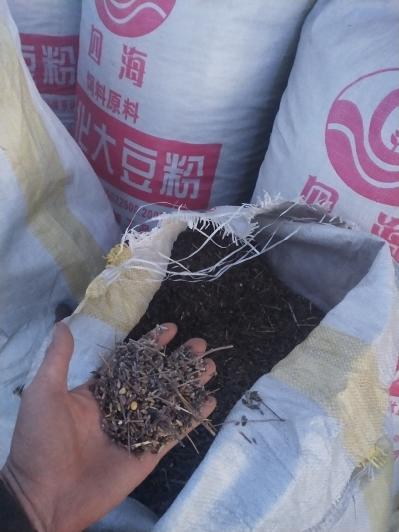 呼伦贝尔市阿荣旗本地纯种朱砂点苍术种苗