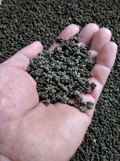 本人有一千多斤吴茱萸干货出售