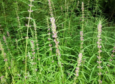 野生益母草，大量供应