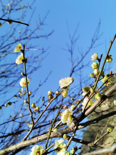 自产自销 干梅花