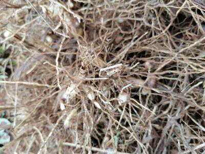 大量野生白芨，供应