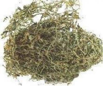 出售垂盆草