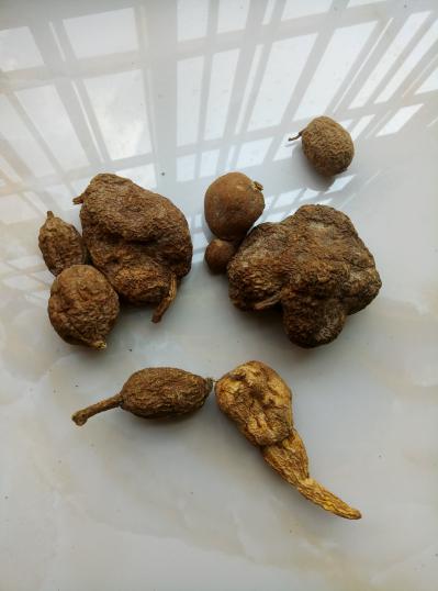 中药材地苦胆