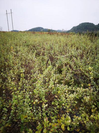 江西蔓荆子苗20万株出售