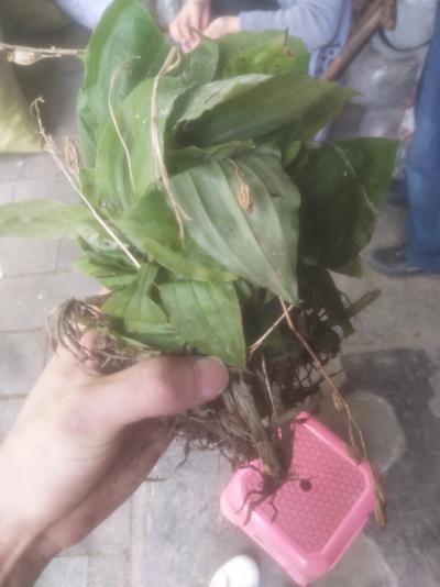 见血清