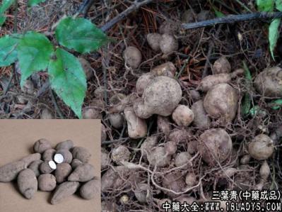 有大量野生三叶青