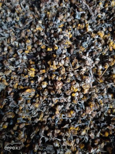 夜菊花1.5吨有需要的可联系
