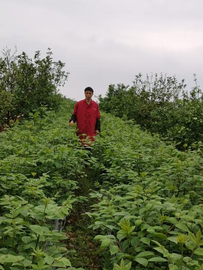 江西中花吴茱萸苗臭辣子茶辣苗一手货源基地直发
