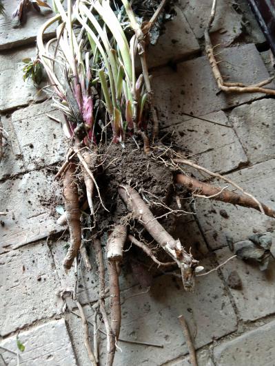 油用牡丹苗，芍药