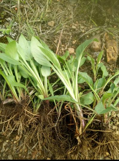 贵州一支黄花苗（有野生和人工培植苗）