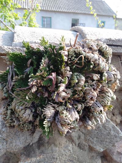 现有大量九死还魂草
