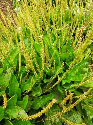 野生车前草