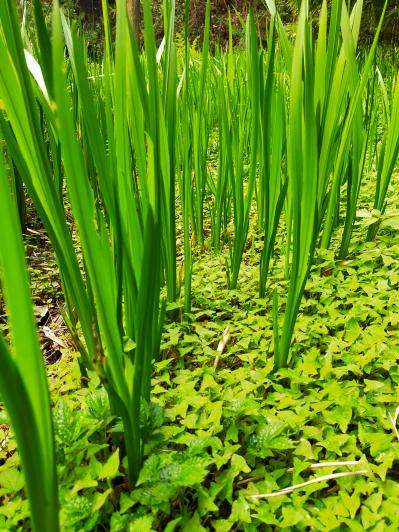 水菖蒲