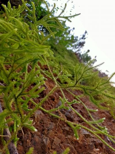 伸筋草