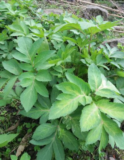 莫雄烈药材：紫花前胡