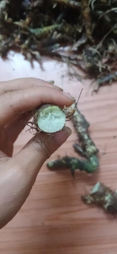 广西深山碎骨补，现要现挖，欢迎老板采购