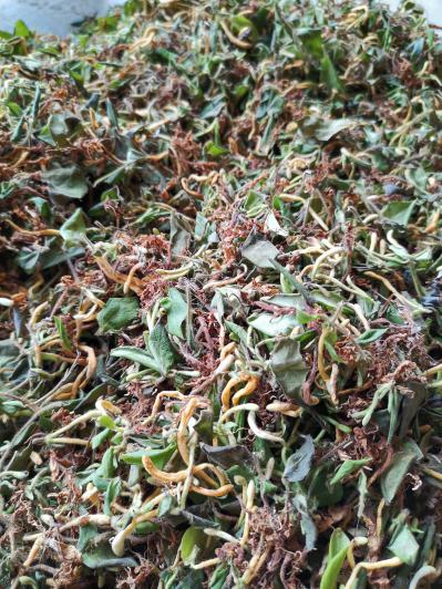 贵州野生金银花