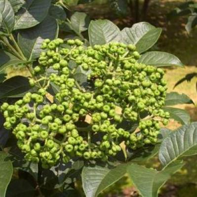 贵州兴义中花吴茱萸苗,吴茱萸种苗,熟榴子苗,量大价格优惠