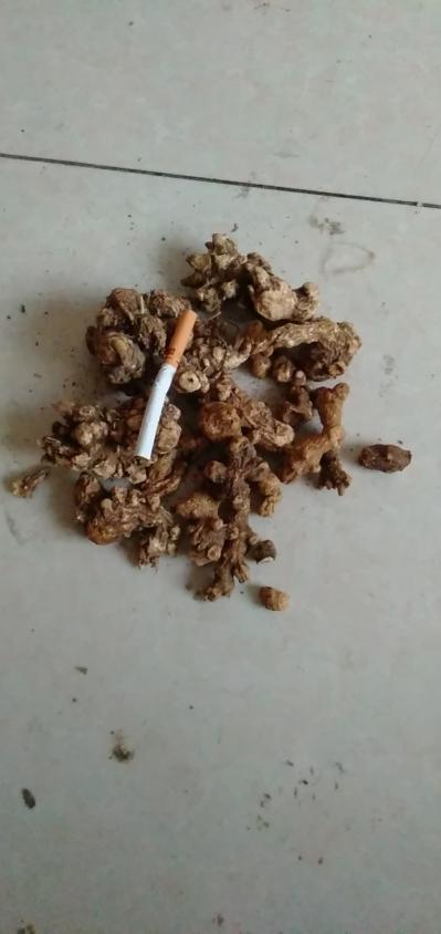 苍术全创皮光货