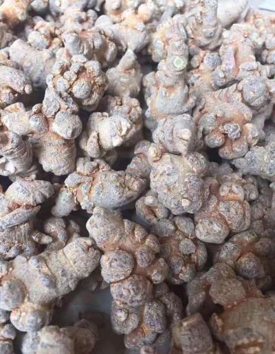 供应各种规格云南文山三七